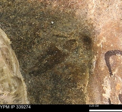 undet. Mollusca