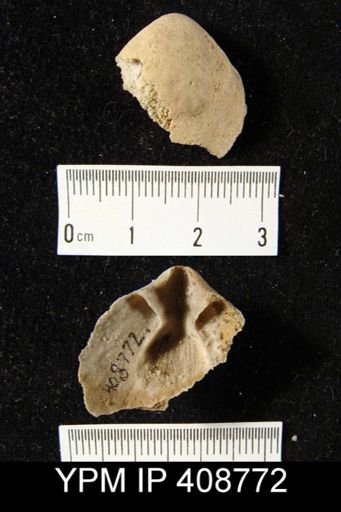 Meristella sp.