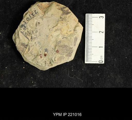 Spiloblattina maledicta