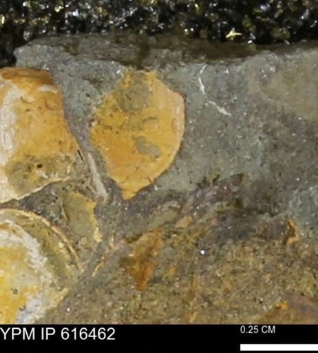 Protocardia subquadrata