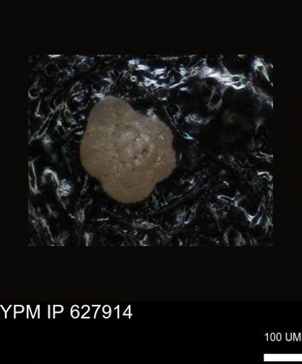 undet. Foraminiferida