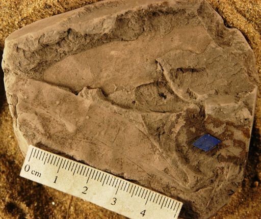 Dewalquea gronlandica