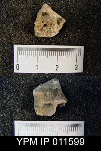Avonia subhorrida rugatula
