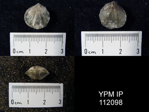 Atrypa marginalis