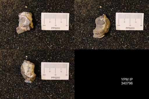Scaphites sp.