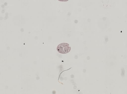 Plagiostomum whitmani