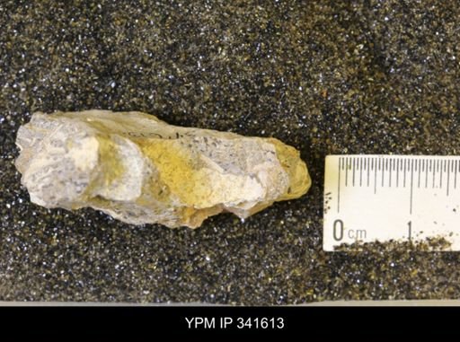 Scaphites sp.