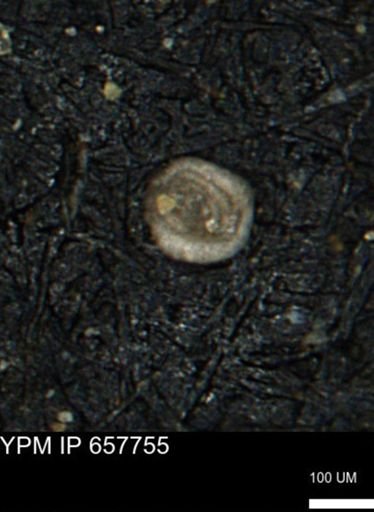 Spirolocammina subcircularis