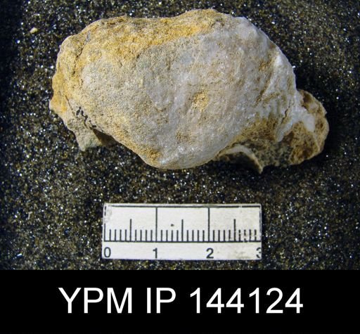 Productus (Dictyoclostus) indicus