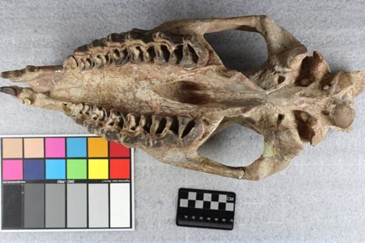 Caenopus copei
