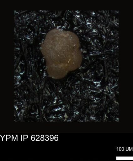 undet. Foraminiferida