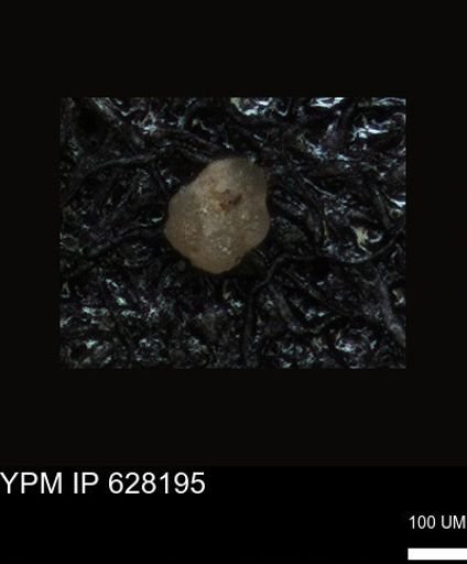 undet. Foraminiferida