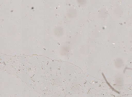 Dercitus cf. bucklandi