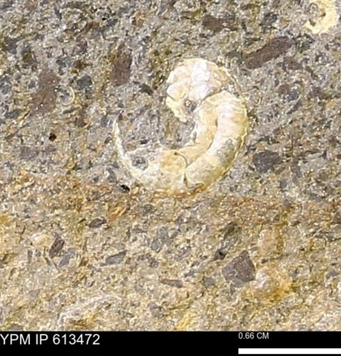 Scaphites sp.
