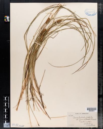 Carex bullata