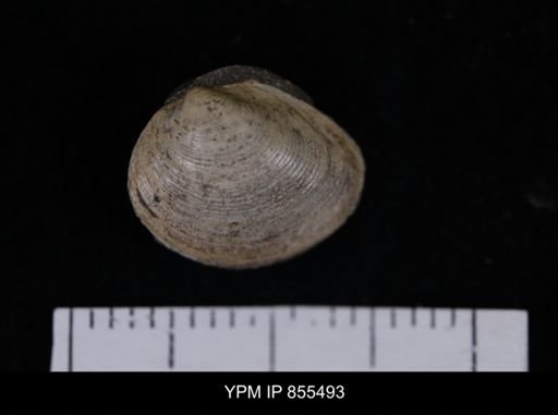 Limopsis striatopunctatus