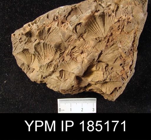 Mucrospirifer sp.