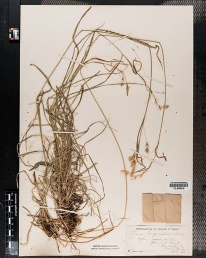 Carex