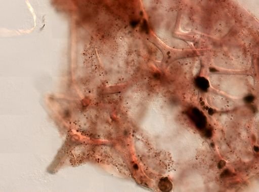 Darwinella cf. rosacea