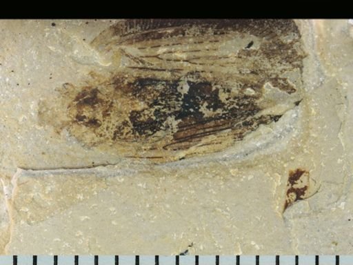 undet. Auchenorrhyncha