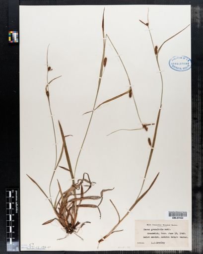 Carex granularis