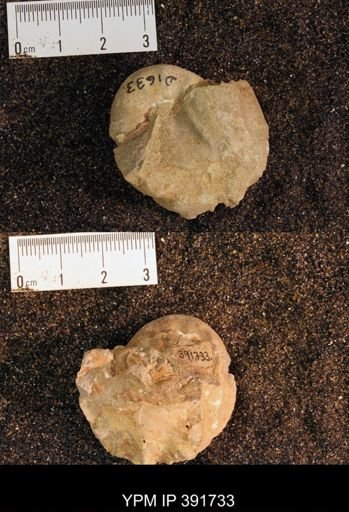 Scaphites sp.