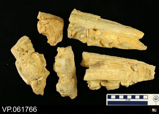 Mosasauridae