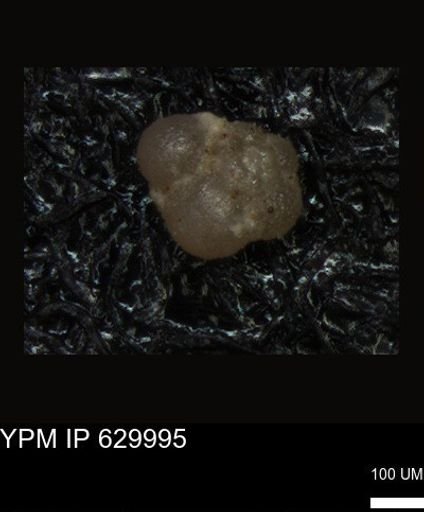 undet. Foraminiferida