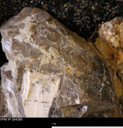 undet. Mollusca