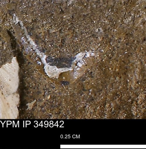 undet. Bivalvia