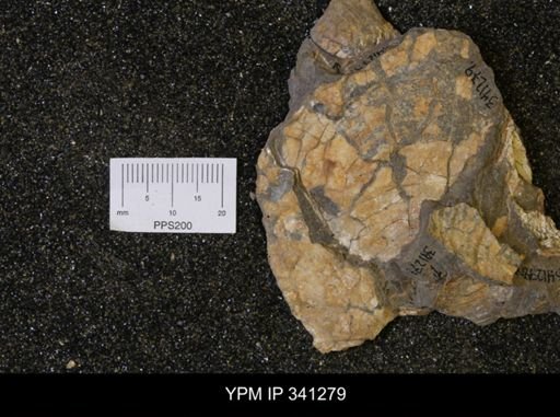 Inoceramus sp.