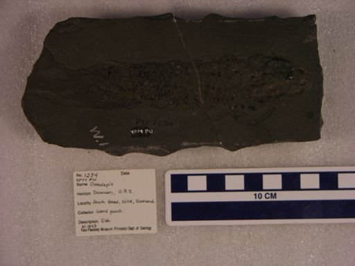 Osteolepis sp.