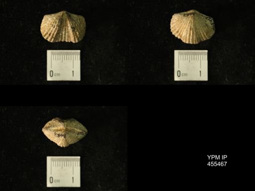 Platystrophia sp.