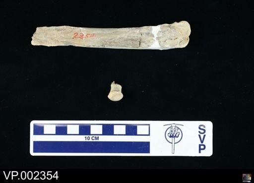 Pteranodon