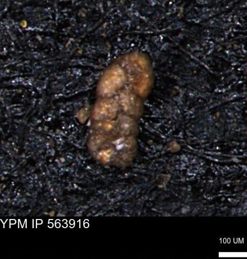 Ammobaculites euides