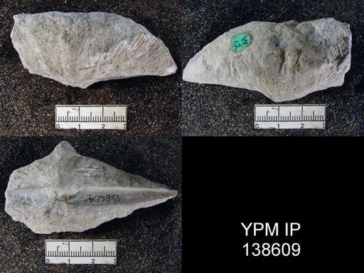 Spirifer (Neospirifer) musakheylensis