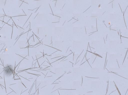 Ophlitaspongiidae
