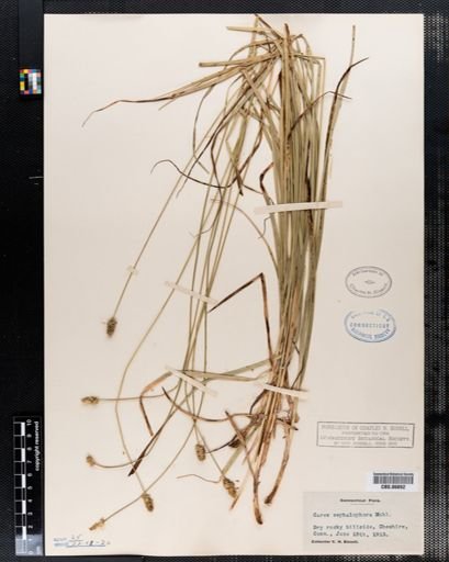 Carex cephalophora