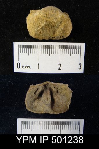 Productus sp.