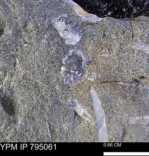 undet. Bivalvia