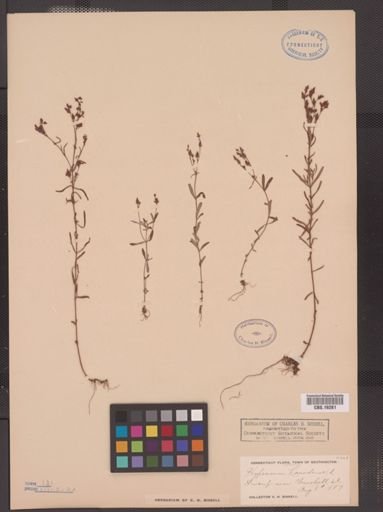 Hypericum canadense