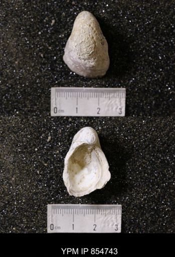 Gryphea washitaensis