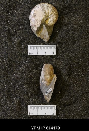 Acanthoscaphites sp.