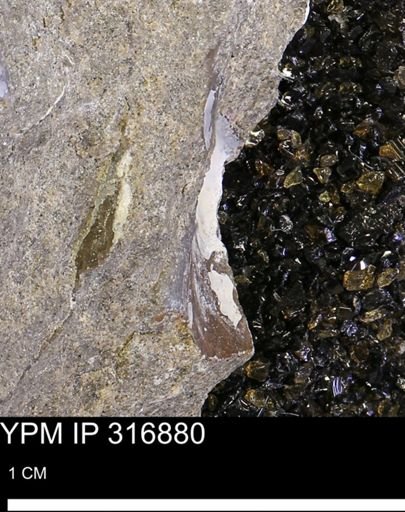 Phelopteria