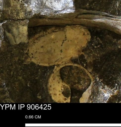 undet. Gastropoda