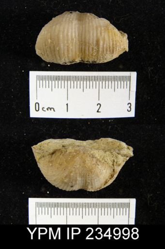 Marginifera lasallensis