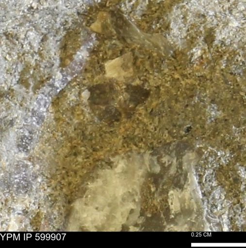 undet. Bivalvia