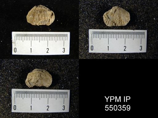 undet. Rhynchonellida