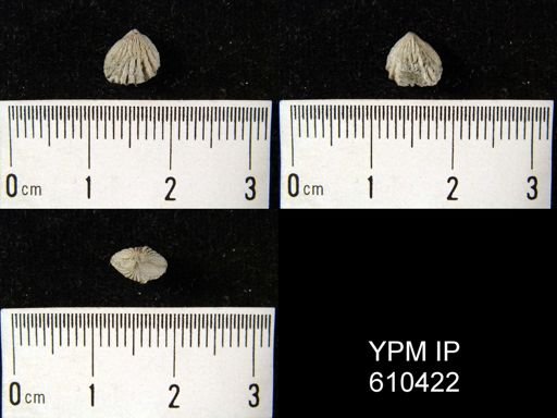 Camarotoechia sp.