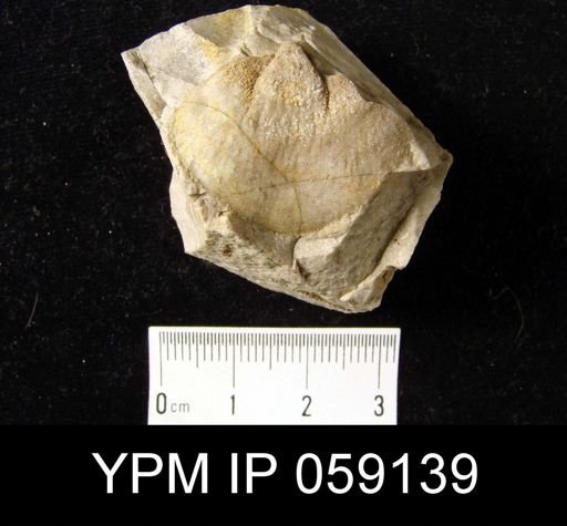 Meristella rostellata